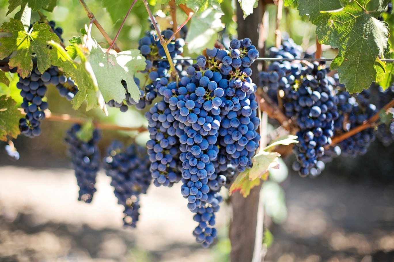 Les producteurs de bières, de vin ou les horticulteurs, ont particulièrement souffert. 