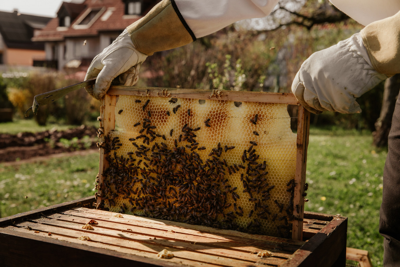 La municipalité de Rives-en-Seine installe de nouvelles ruches d’abeilles Buckfast.
