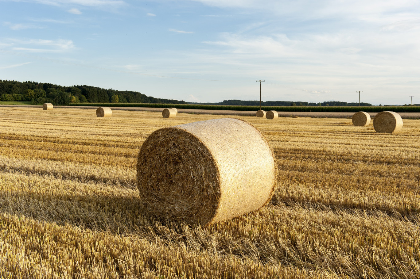 L’agriculture française utilise chaque année 26 000 tonnes de ficelles et filets agricoles. (Photo d'illustration Adobe Stock)