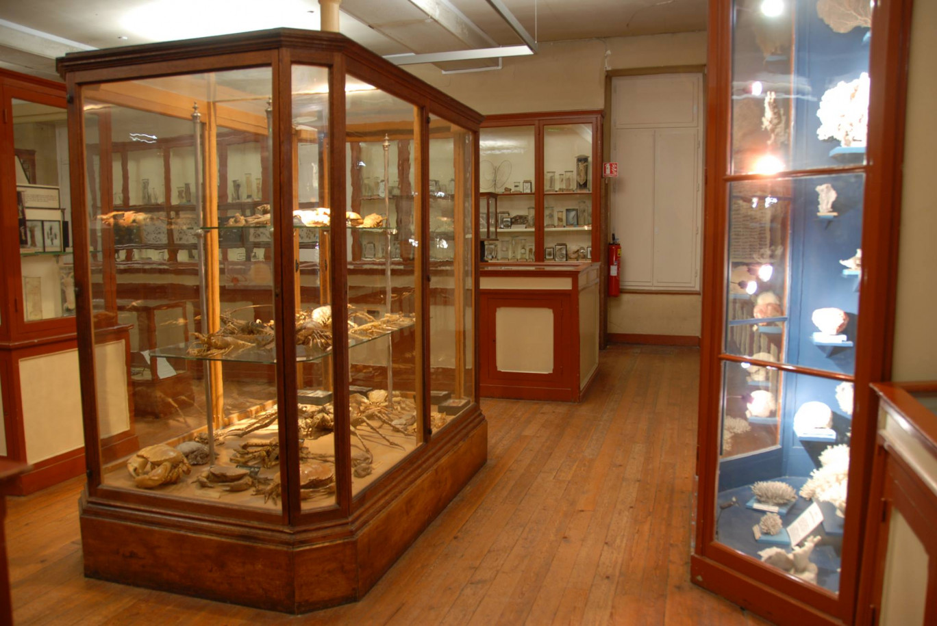 Photo Muséum d’histoire naturelle de Rouen