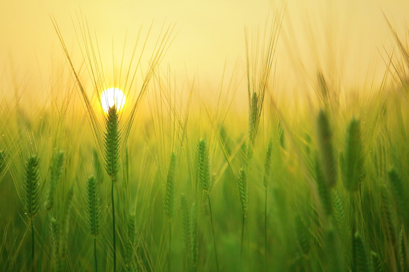 L'agriculture, enjeu géopolitique majeur