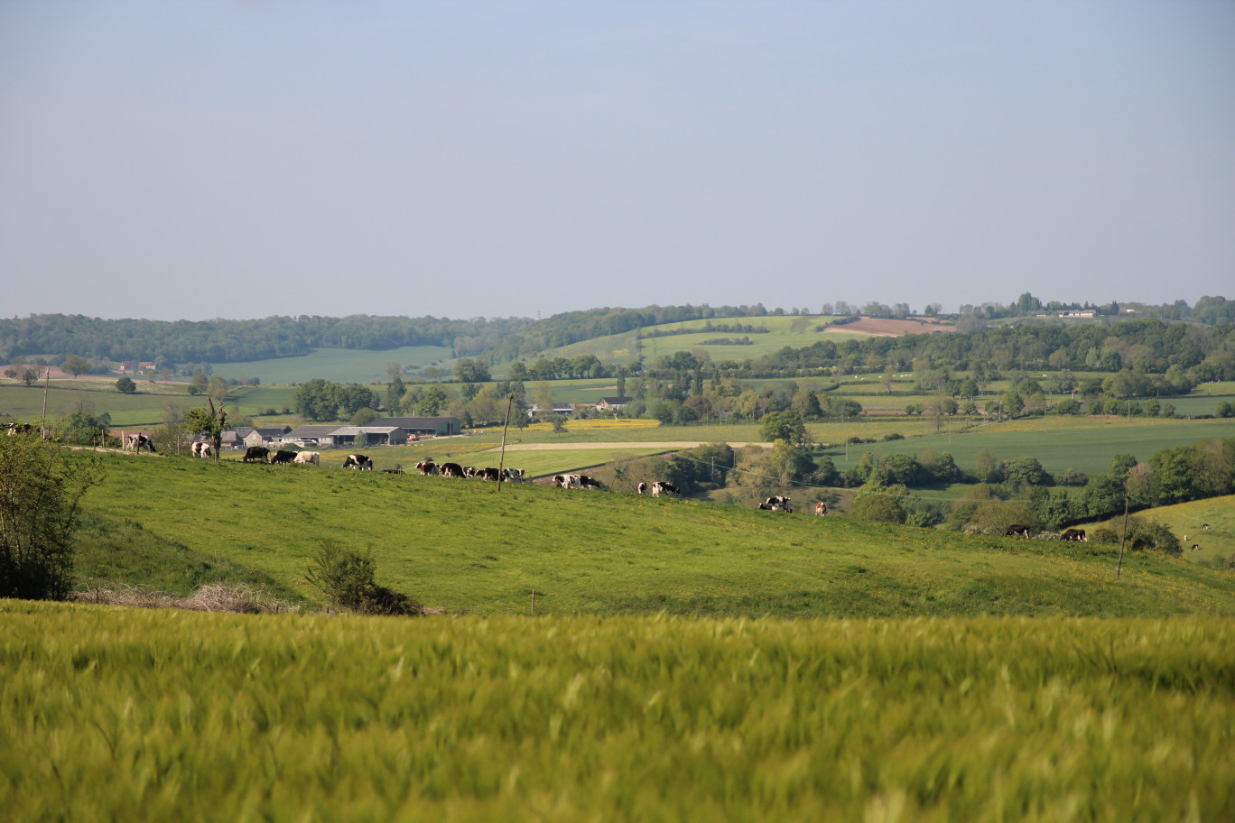 Le lait biologique représente aujourd’hui 5 % de la collecte nationale. (Photo Aletheia Press  / B. Delabre)