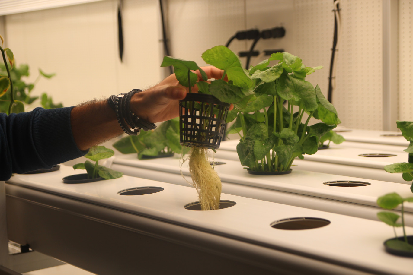 La Centella ou herbe du tigre, utilisée en médecine chinoise, est à l'étude dans cette chambre de l'Indoor farming research center. (© Aletheia Press / B.Delabre)