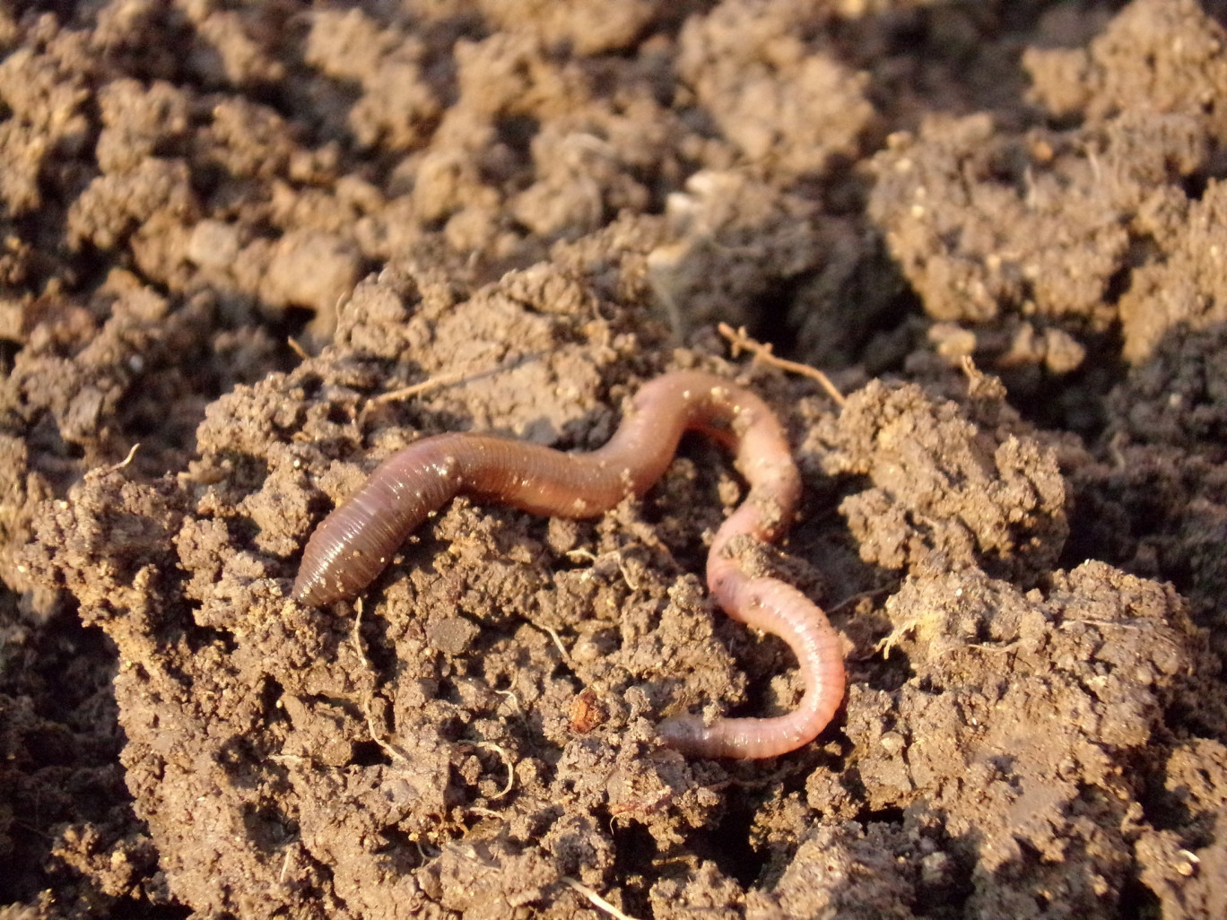 Seine-Maritime: Veragrow propose aux agriculteurs un engrais 100% naturel