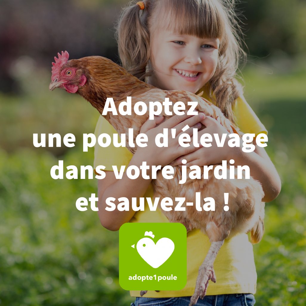 Eure : La ferme de l’Ecoufle se mobilise pour sauver les poules pondeuses en Normandie