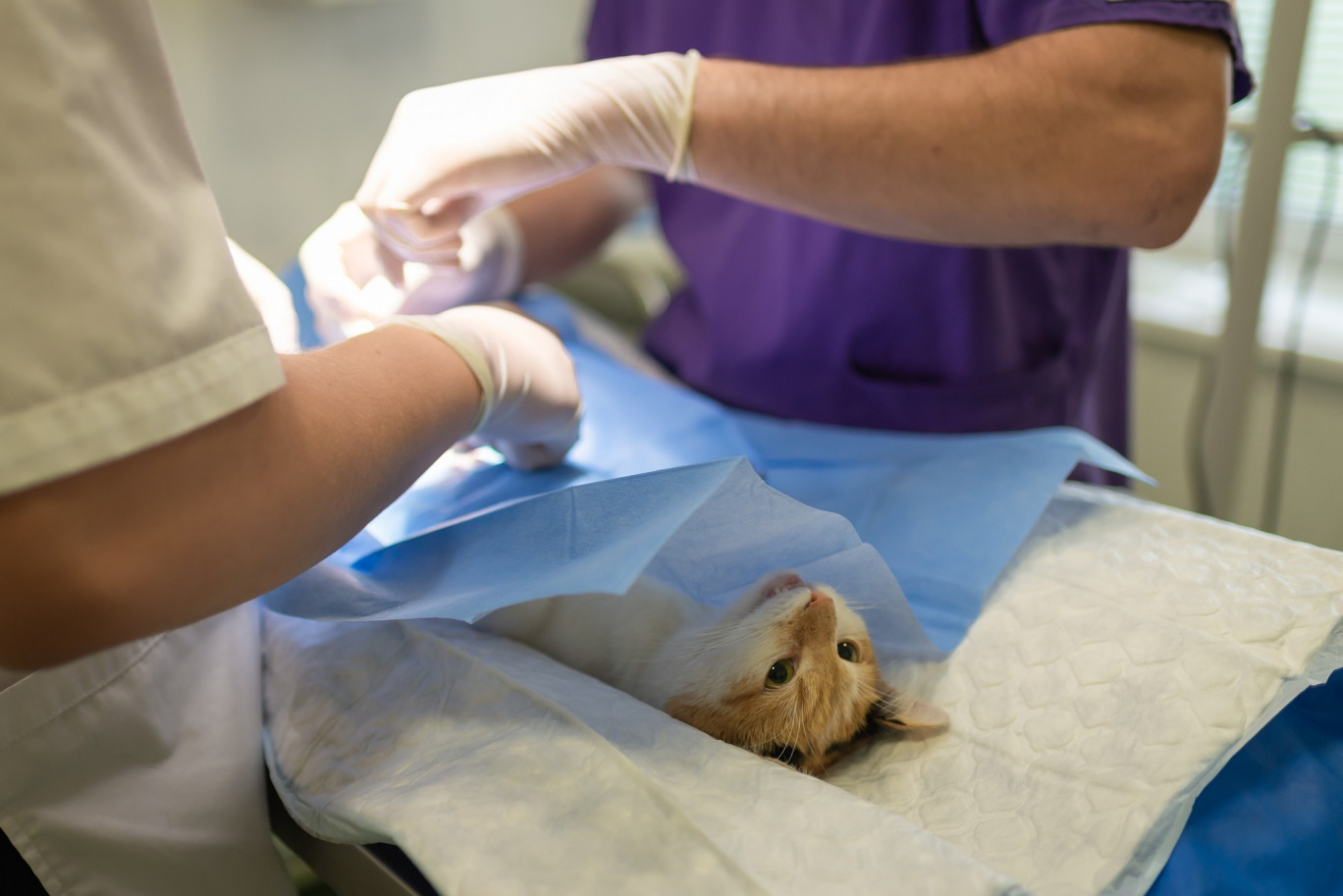 La Clinique du Chat de la Cathédrale dépose ses valises au centre-ville de Rouen